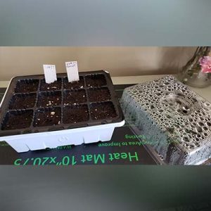 12 cell tray with dome