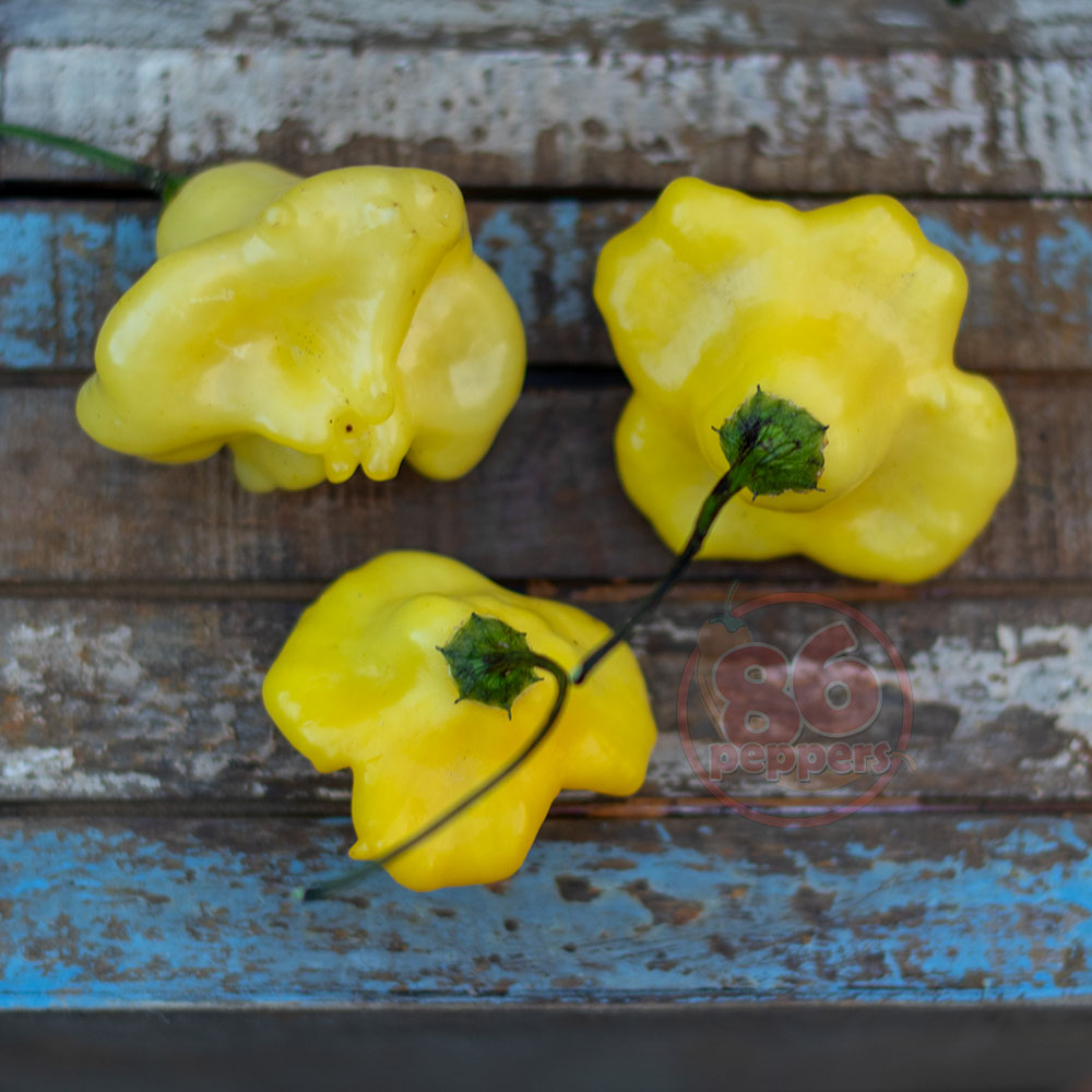aji fantasy pepper seeds
