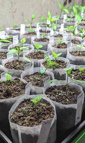 pepper seedlings in fabric grow bags