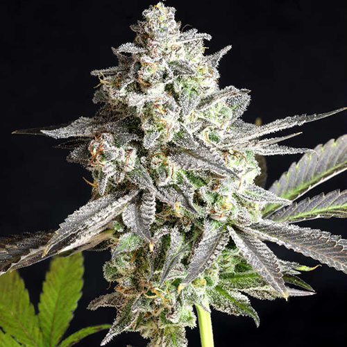 grape gas