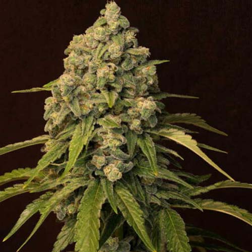 Trainwreck (superwreck) - Image 3