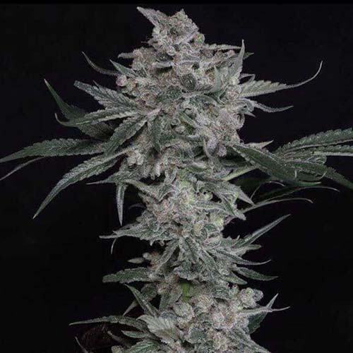 Trainwreck (Arcata Cut)