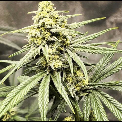 Trainwreck (Arcata Cut)