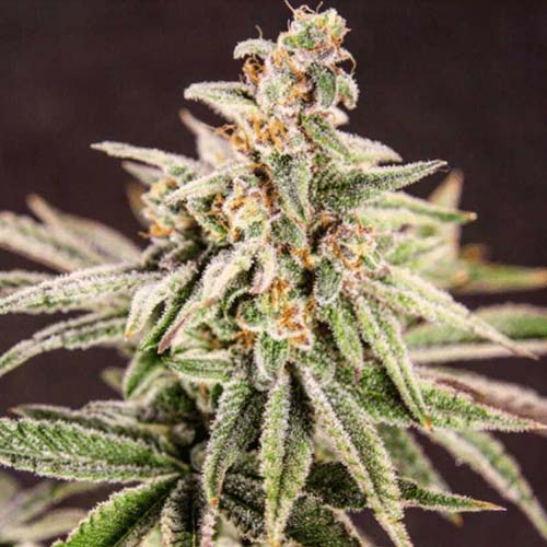 Trainwreck (Arcata Cut)