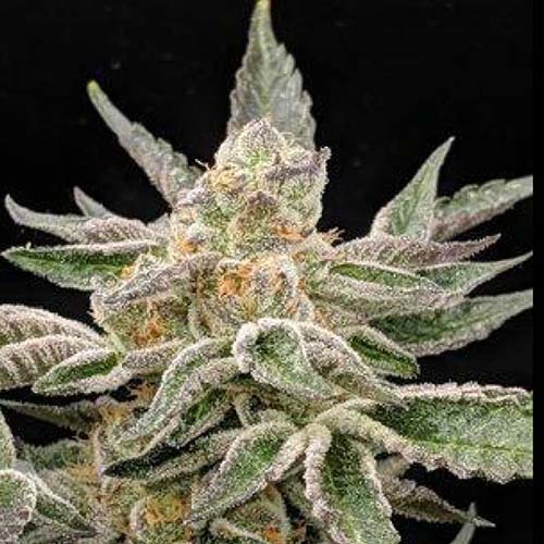 pre-98 bubba