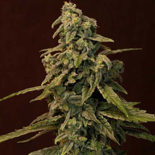 superwreck