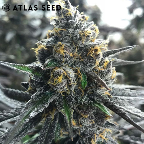 atlas seed divorce cake