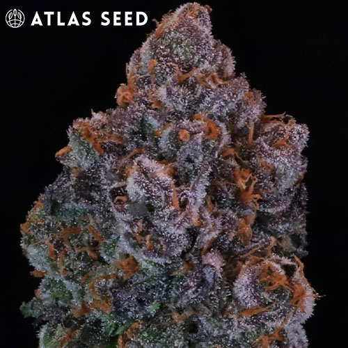 atlas seed green apple candy